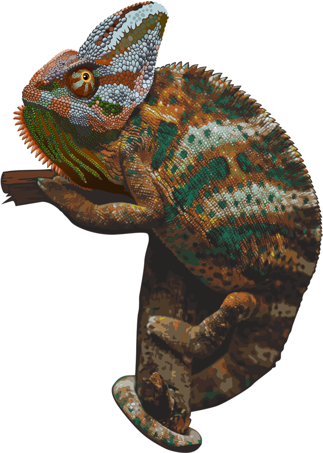 Colorful Chameleon Perched PNG Image