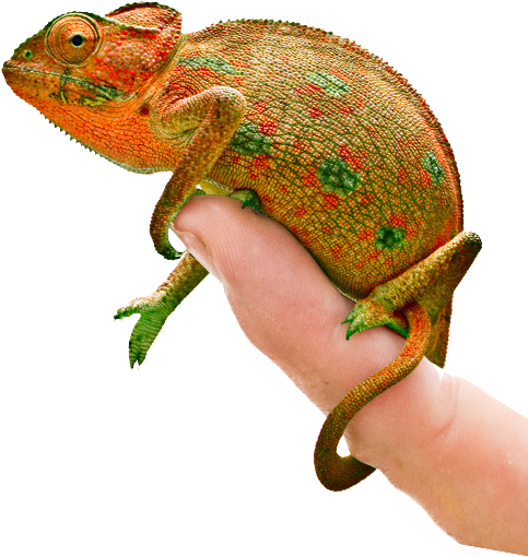 Colorful Chameleonon Human Hand PNG Image