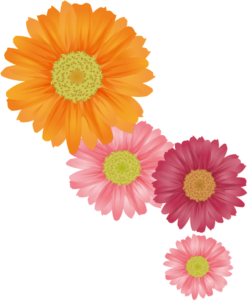 Colorful Chrysanthemums Illustration PNG Image