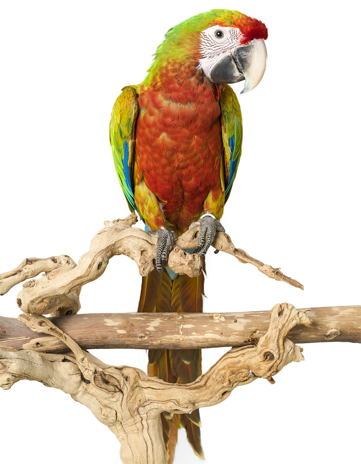 Colorful Cockatoo Perchedon Branch PNG Image