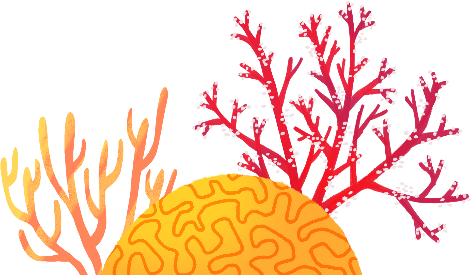 Colorful Coral Reef Illustration PNG Image