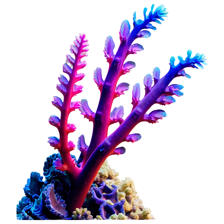 Colorful Coral Reef Seaweed Png 05242024 PNG Image