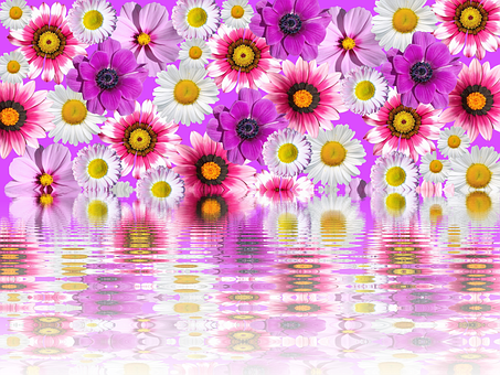 Colorful Daisies Reflection Water PNG Image