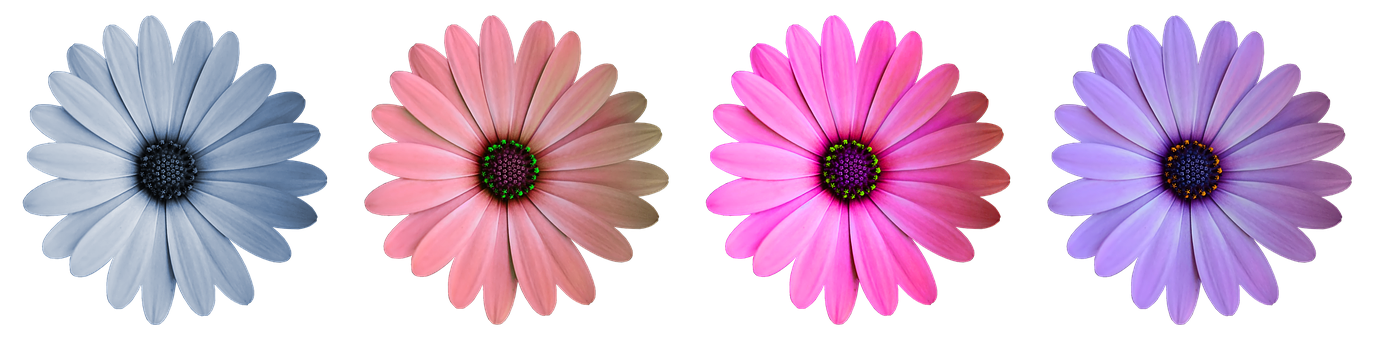 Colorful Daisy Collection Black Background PNG Image