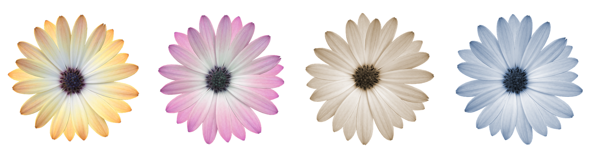 Colorful Daisy Collection PNG Image