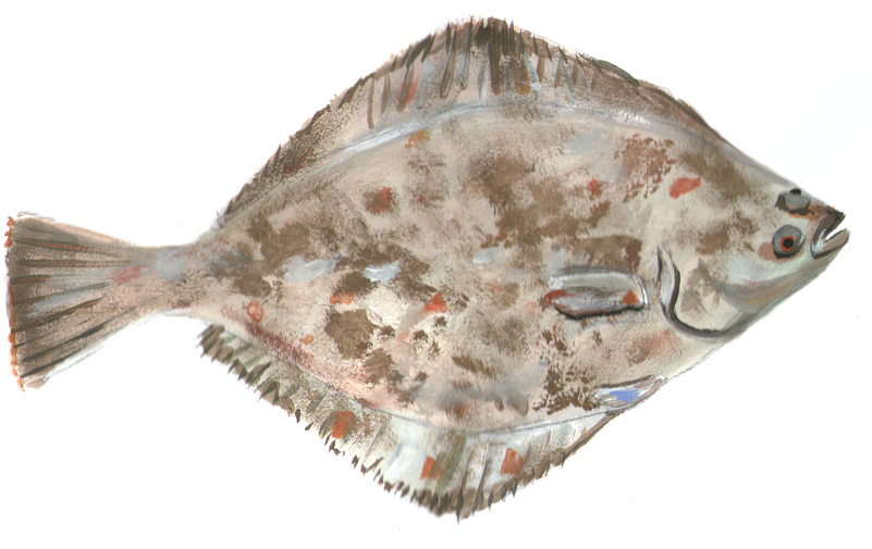 Colorful Flounder Side View PNG Image