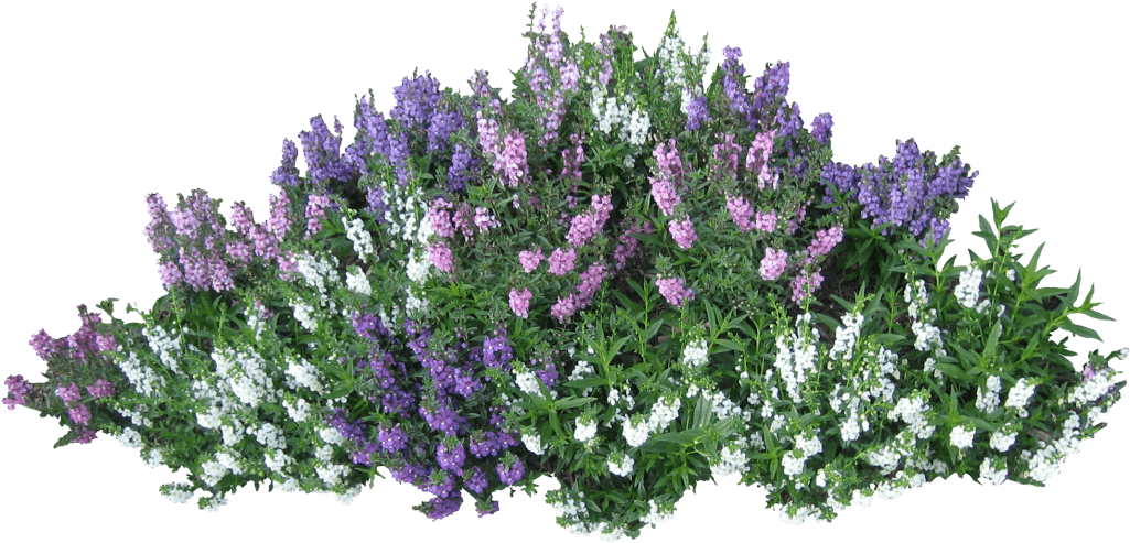 Colorful Flowering Shrub Top View PNG Image