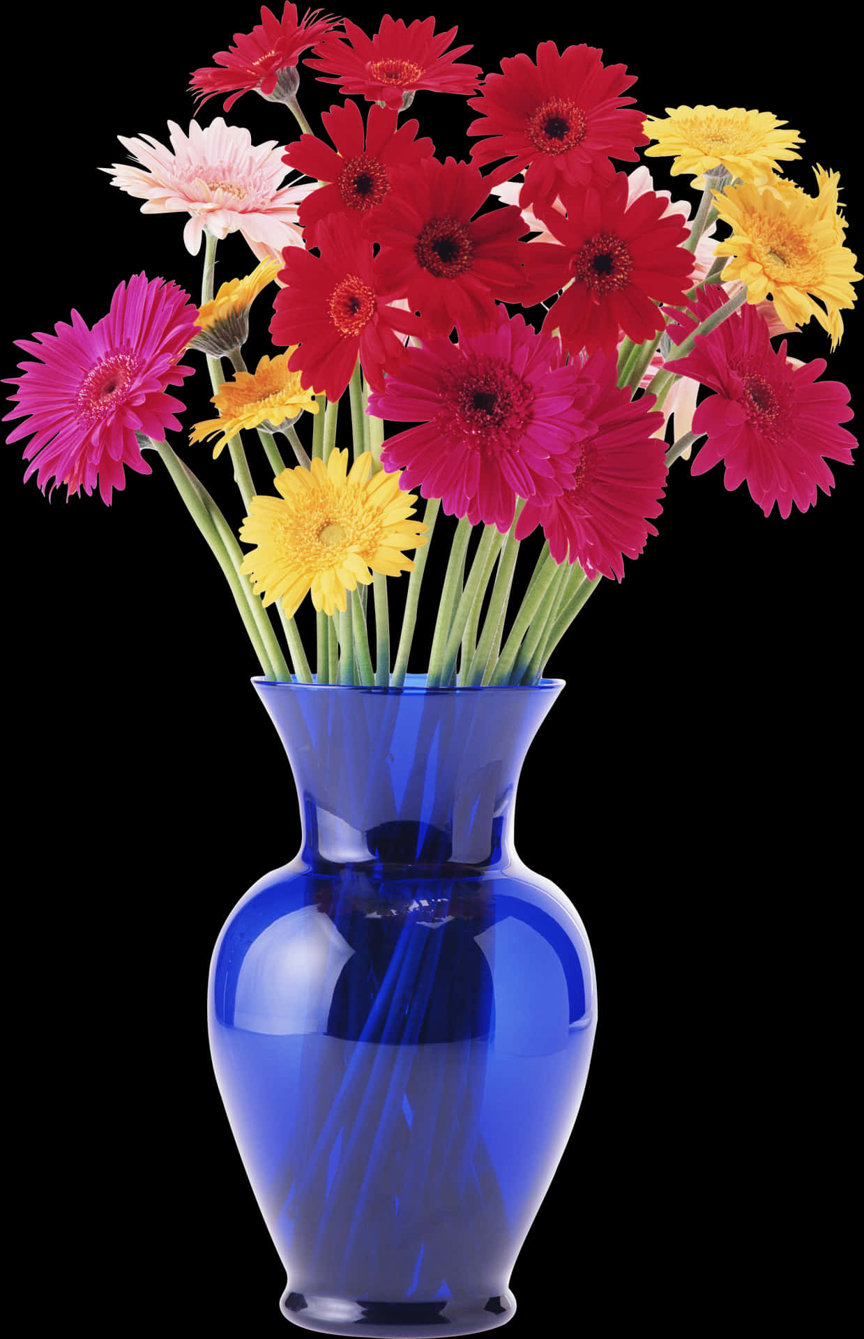 Colorful Gerbera Daisiesin Blue Vase PNG Image