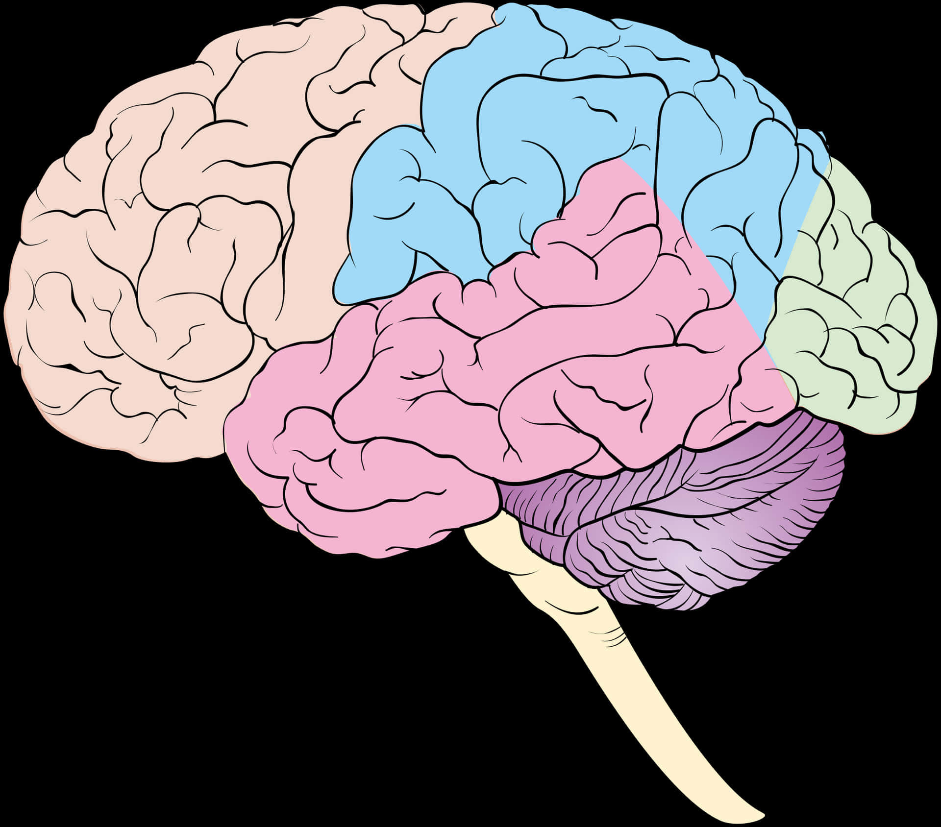 Colorful Human Brain Illustration PNG Image