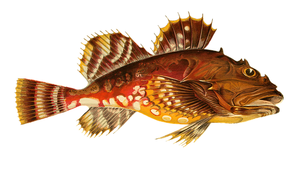 Colorful Lionfish Swimming PNG Image