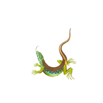 Colorful Lizard Illustrationon Black Background PNG Image