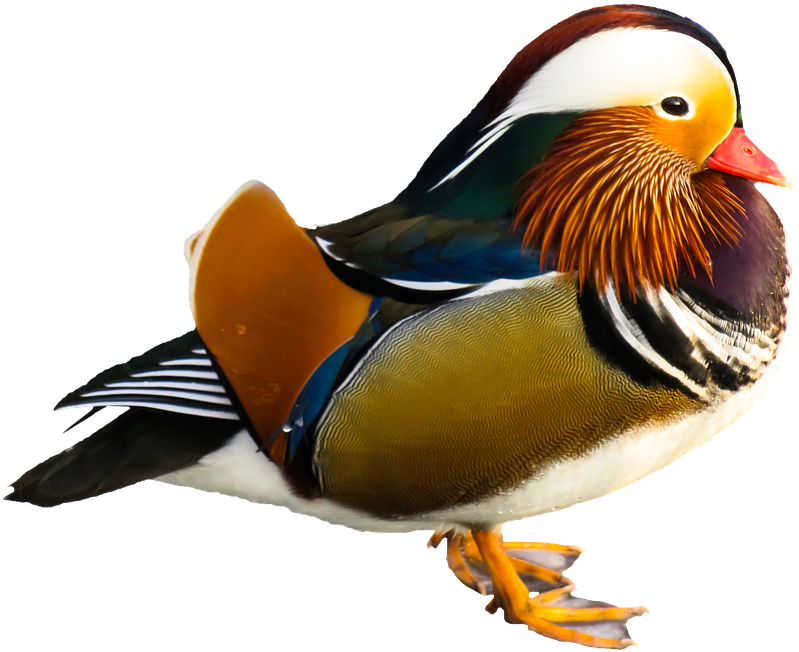 Colorful Mandarin Duck Portrait PNG Image