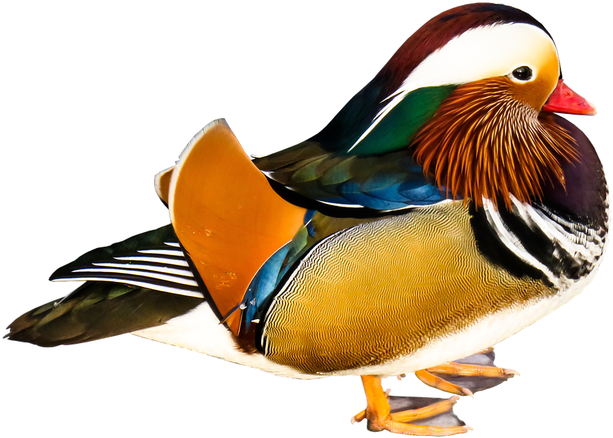 Colorful_ Mandarin_ Duck_ Profile PNG Image