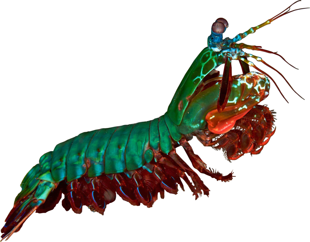 Colorful Mantis Shrimp PNG Image