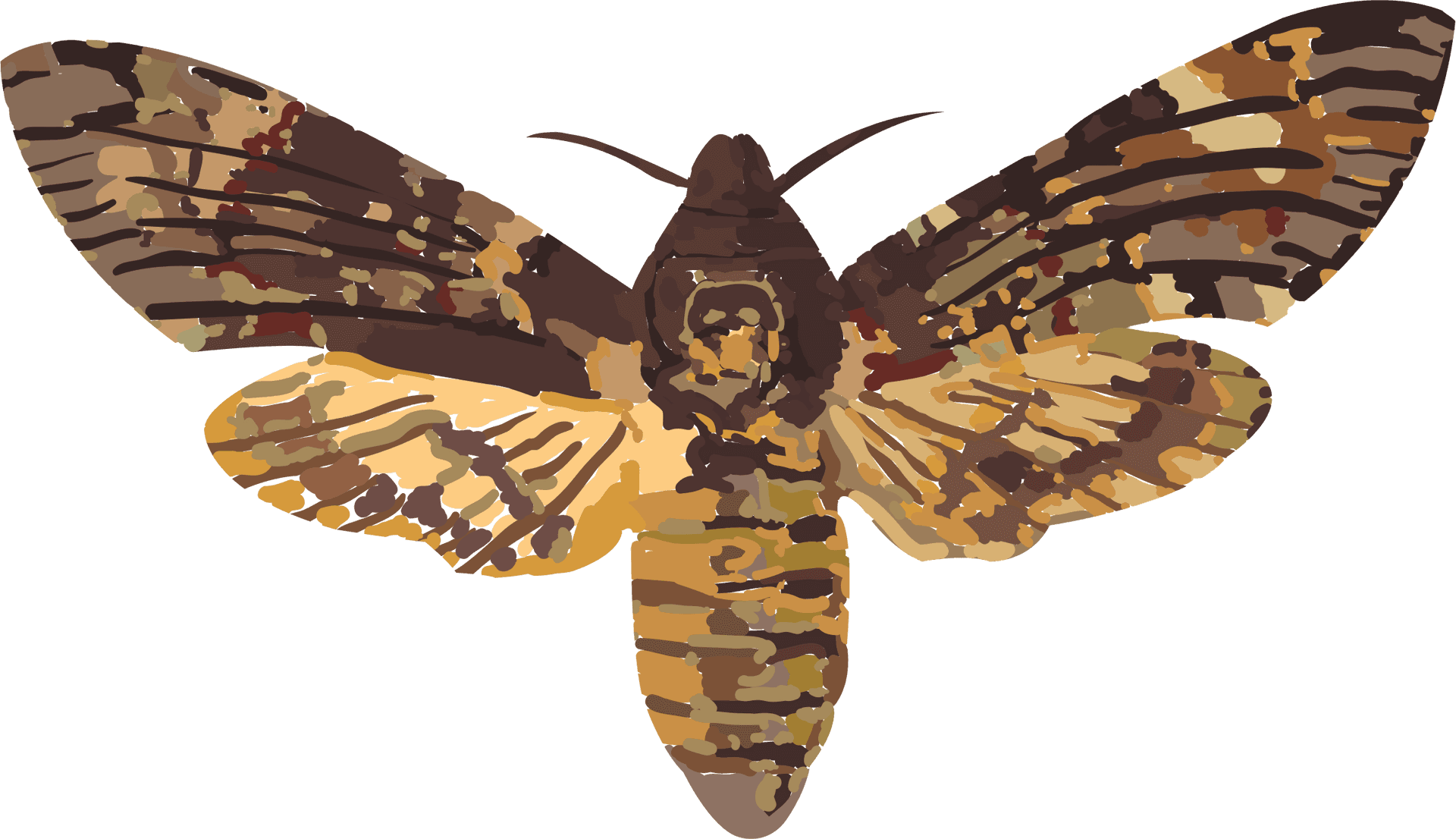 Colorful Moth Illustration PNG Image