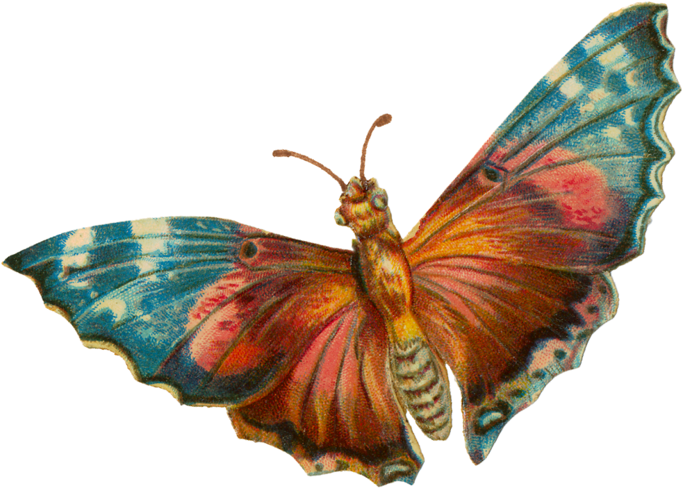 Colorful Moth Illustration PNG Image