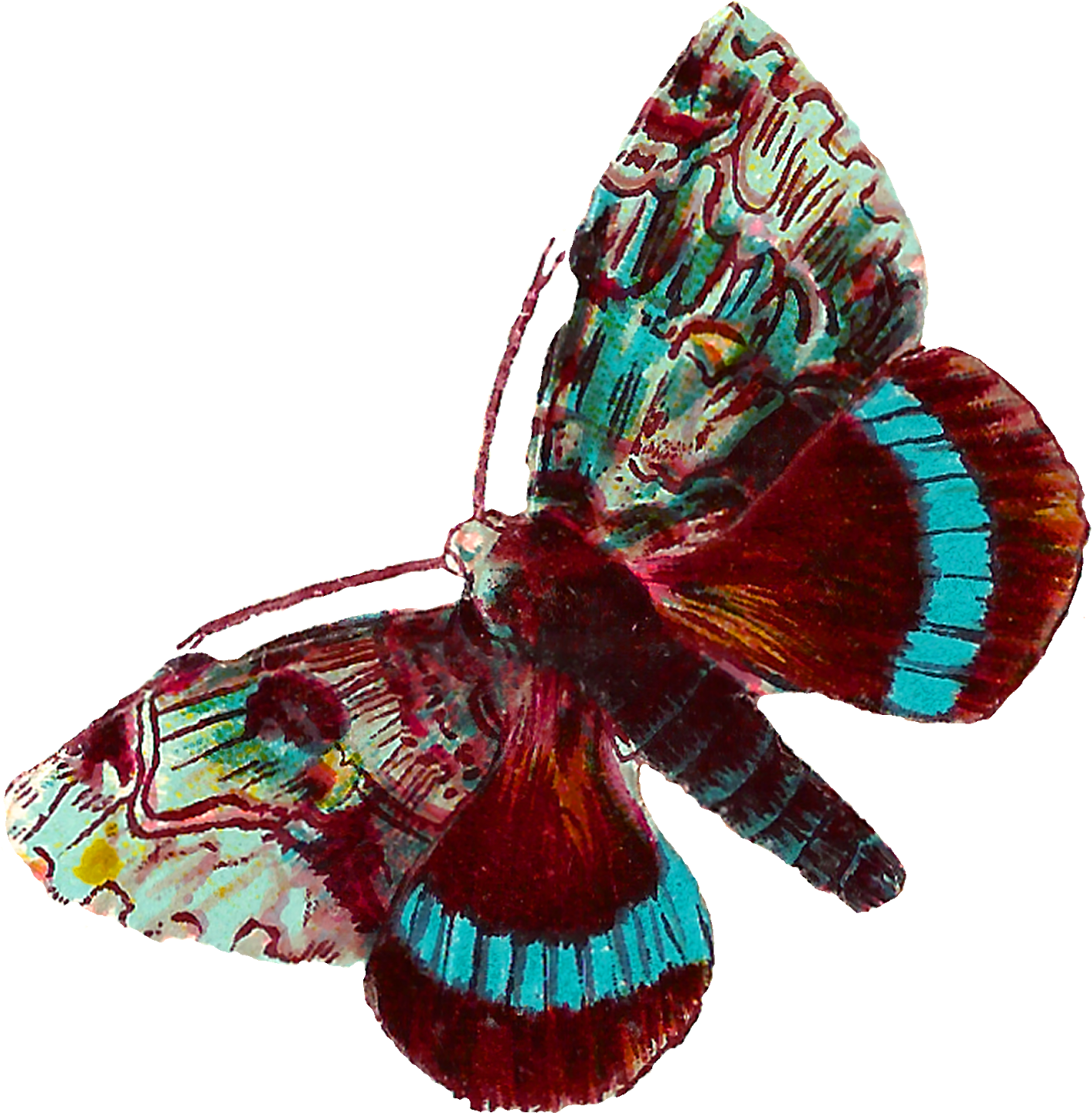 Colorful Moth Specimen PNG Image