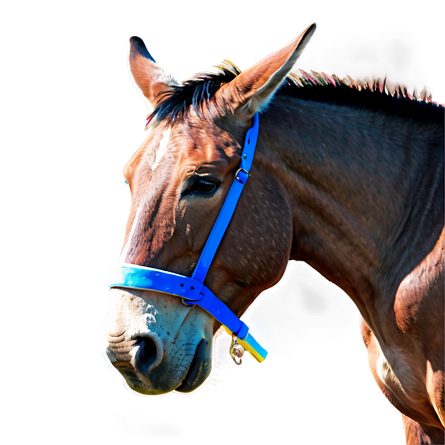 Colorful Mule Art Png 06292024 PNG Image