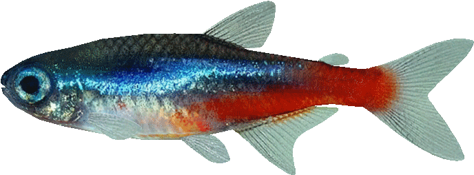 Colorful Neon Tetra Fish PNG Image