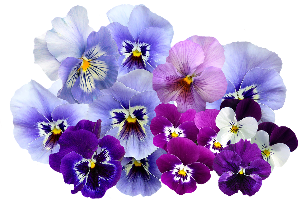 Colorful_ Pansy_ Flowers_ Transparent_ Background.png PNG Image