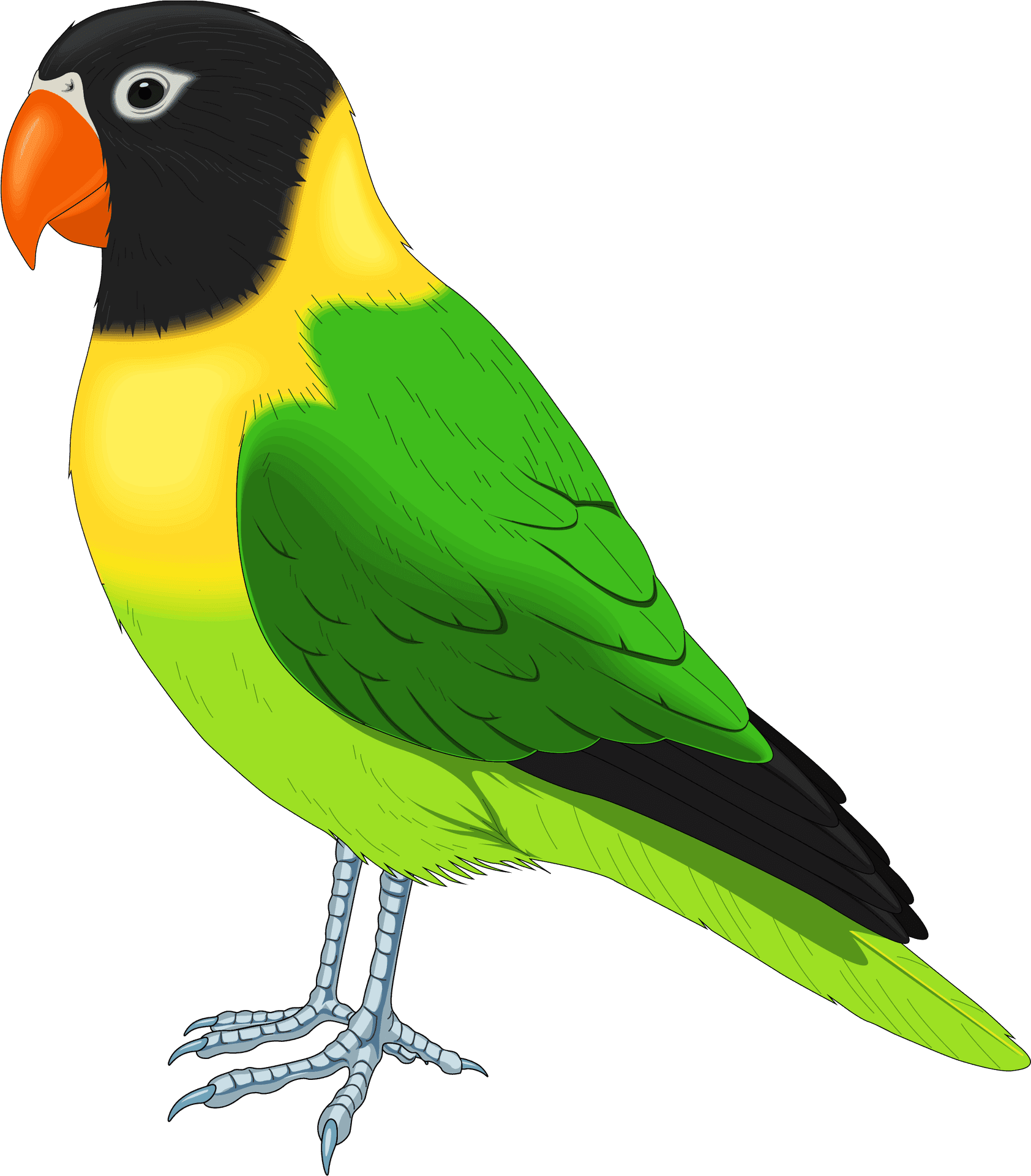 Colorful Parrot Illustration PNG Image