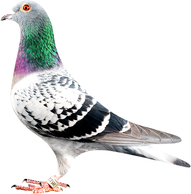 Colorful Rock Pigeon Portrait PNG Image