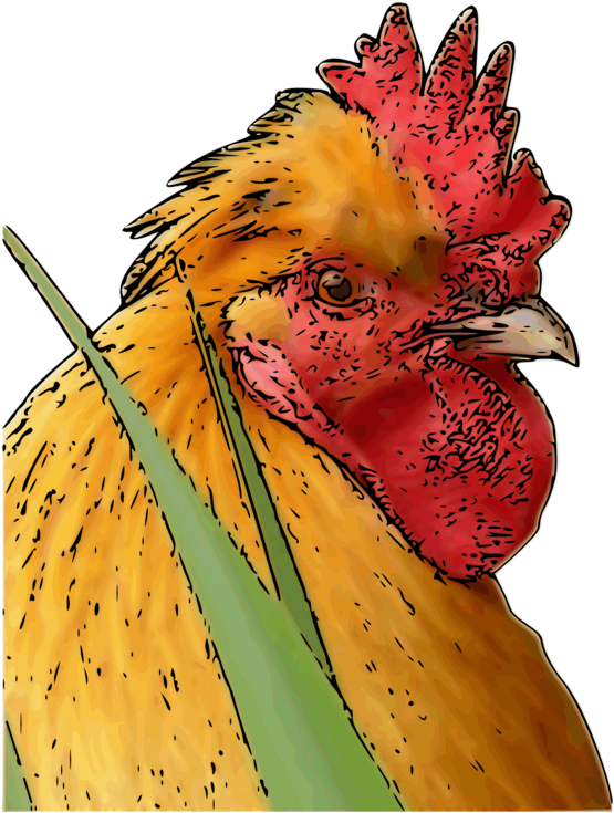 Colorful Rooster Portrait PNG Image