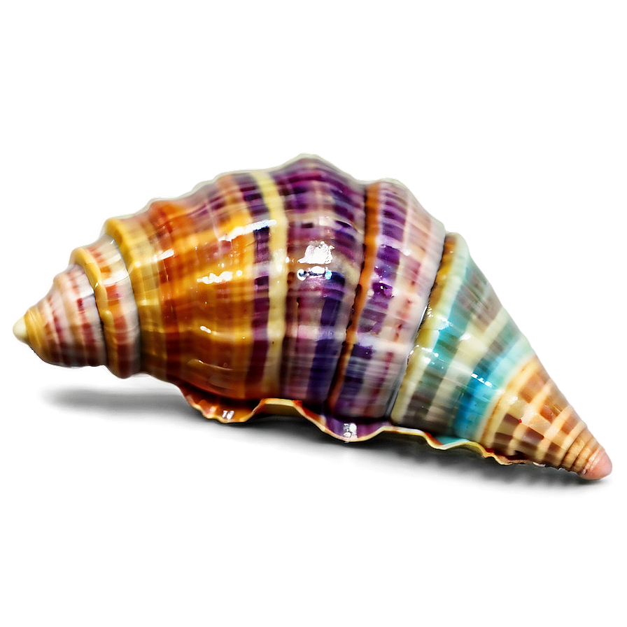 Colorful Seashell Collection Png 05242024 PNG Image