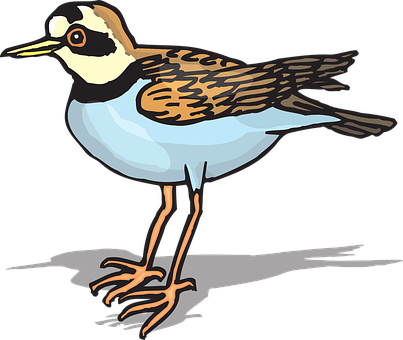 Colorful Shorebird Illustration PNG Image