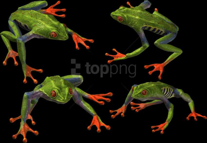 Colorful Tree Frogs Black Background PNG Image