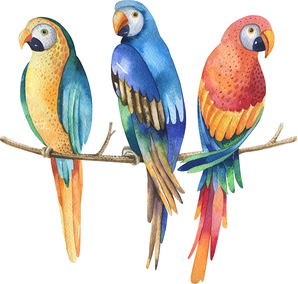 Colorful_ Trio_of_ Parrots_ Watercolor_ Illustration PNG Image