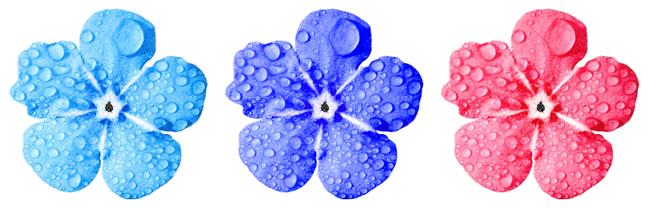 Colorful Trioof Water Droplet Flowers PNG Image