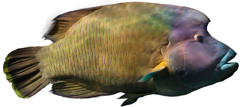 Colorful Tropical Fish Black Background.jpg PNG Image