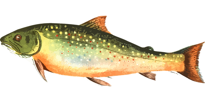 Colorful Trout Illustration PNG Image