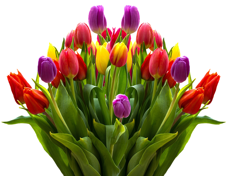 Colorful Tulip Bouquet Transparent Background PNG Image