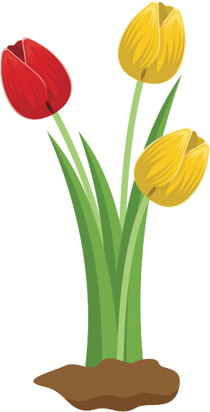 Colorful Tulips Illustration PNG Image