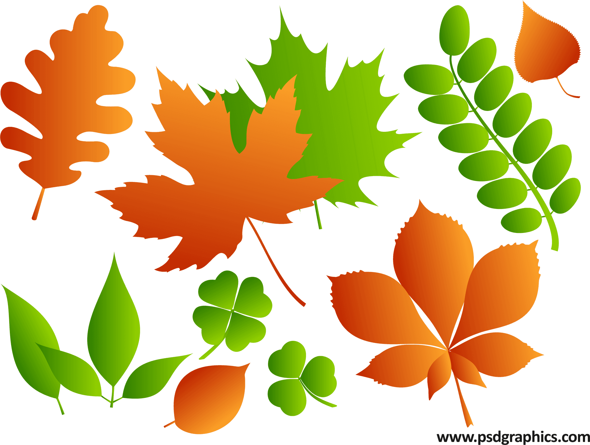 Colorful Vector Leaves Illustration PNG Image