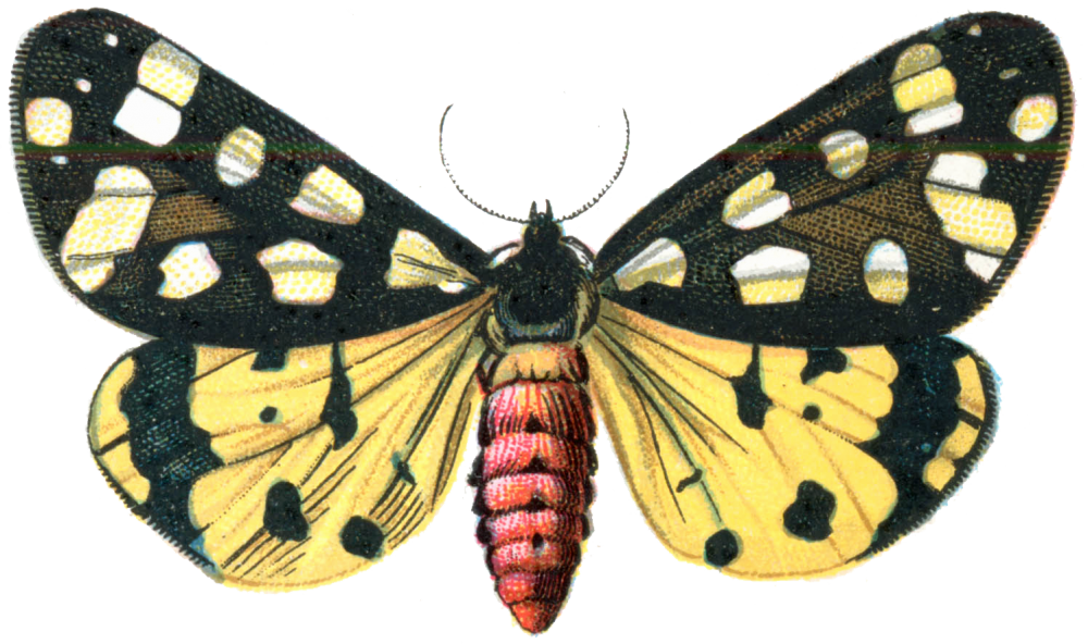 Colorful Vintage Moth Illustration PNG Image