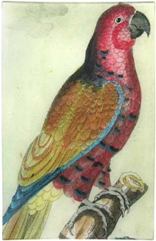 Colorful Vintage Parrot Illustration PNG Image