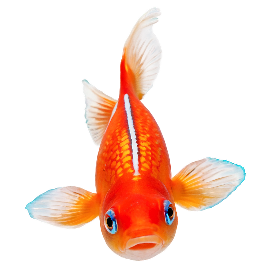 Comet Goldfish Png 05212024 PNG Image