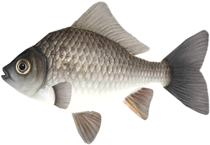 Common Carp Illustration.png PNG Image