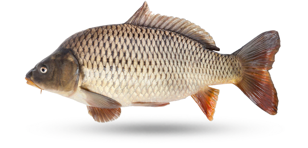 Common Carp Side View.png PNG Image