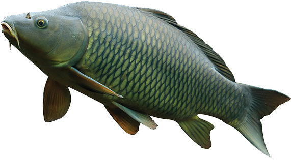 Common Carp Swimming Isolated PNG Image