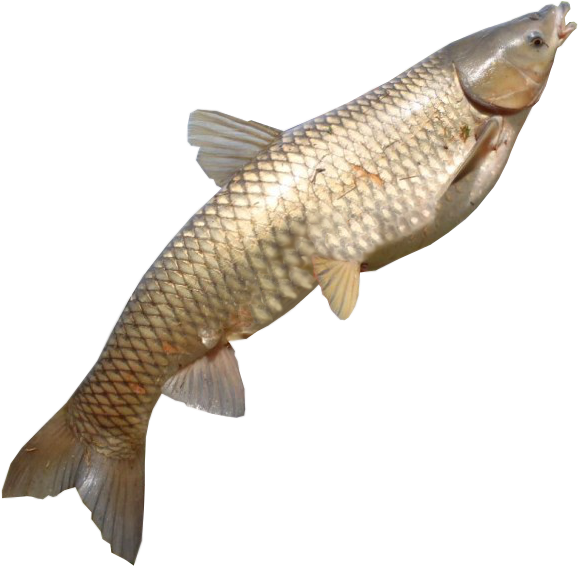 Common Carp Swimming Upward.png PNG Image