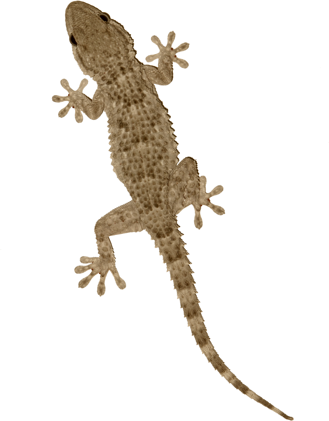 Common Gecko On Transparent Background.png PNG Image