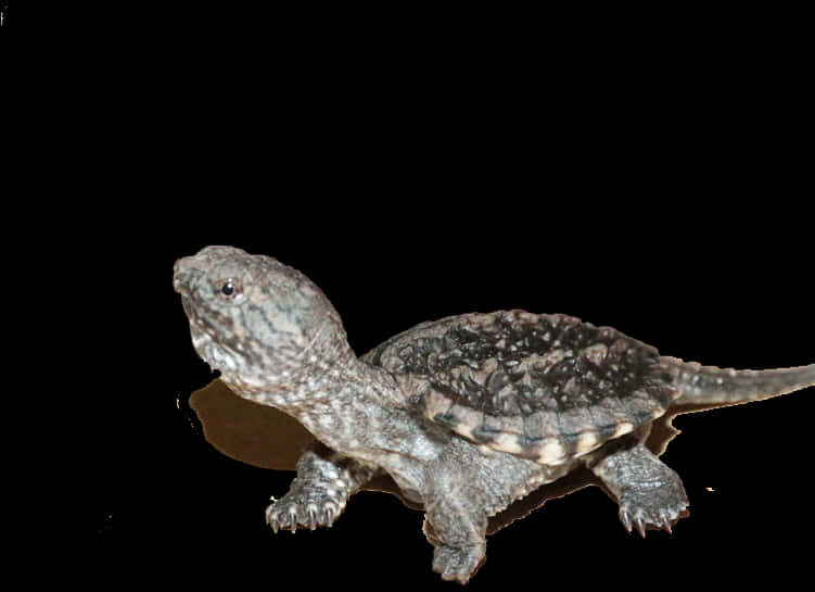 Common Snapping Turtle Profile PNG Image