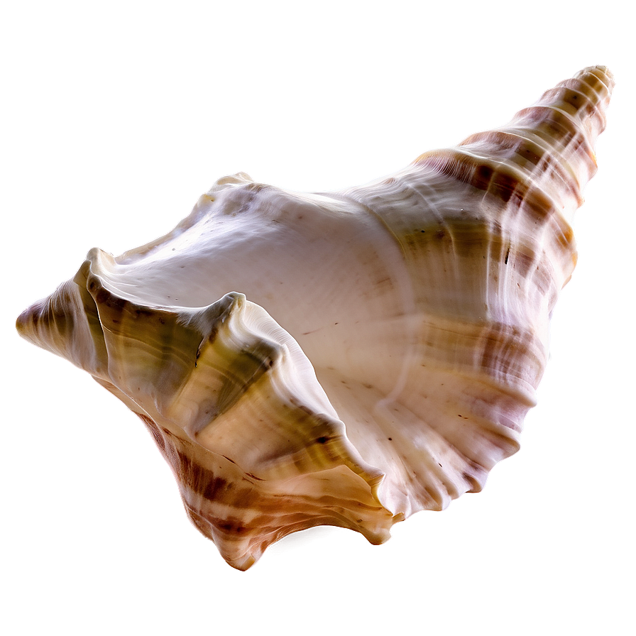 Conch Shell C PNG Image