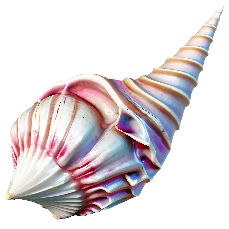 Conch Shell Outline Png Pgh3 PNG Image