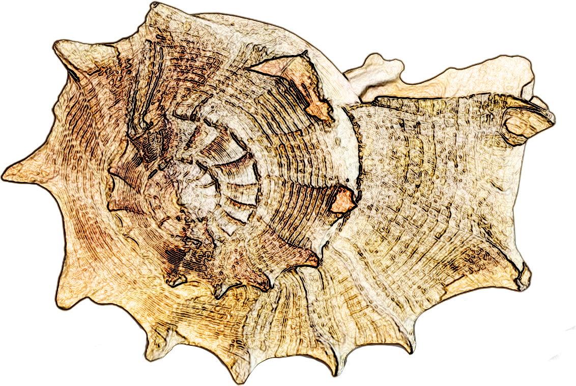 Conch Shell Sketch Artwork PNG Image