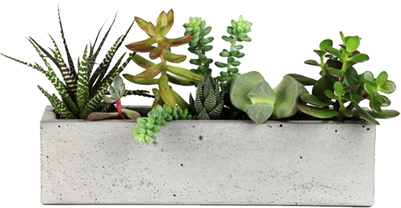 Concrete Rectangular Succulent Planter PNG Image